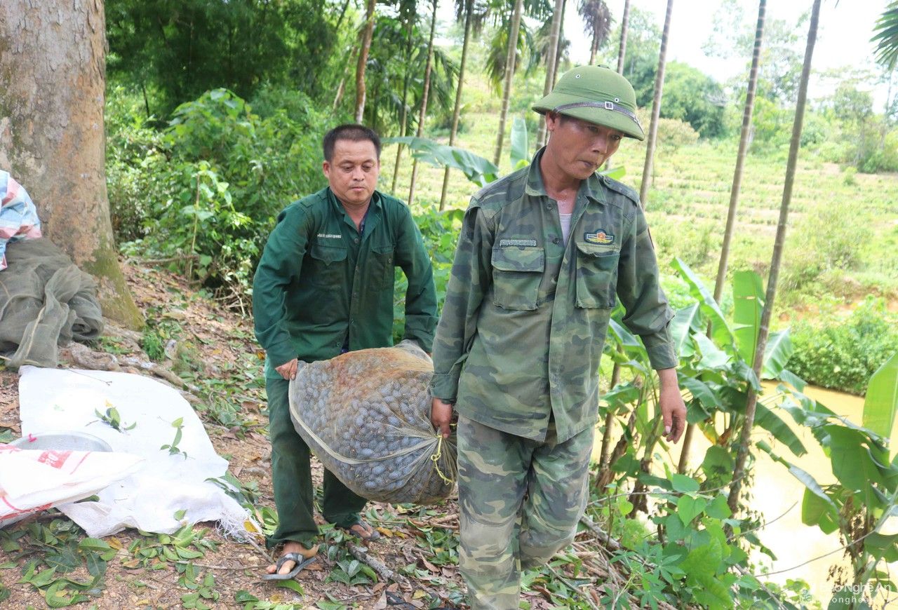 Chênh vênh nghề trèo trám