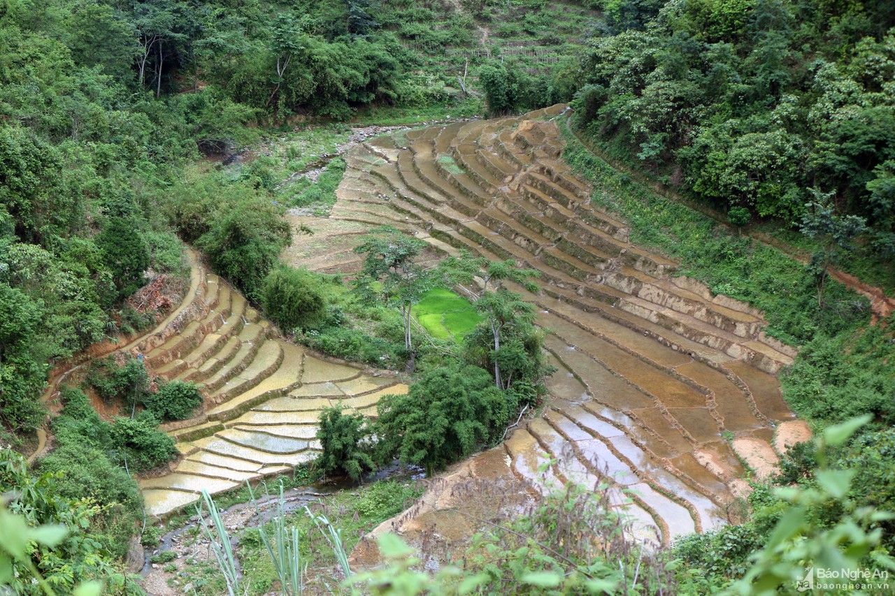 Chạy đua với vụ mùa trên cung ruộng bậc thang xứ Nghệ