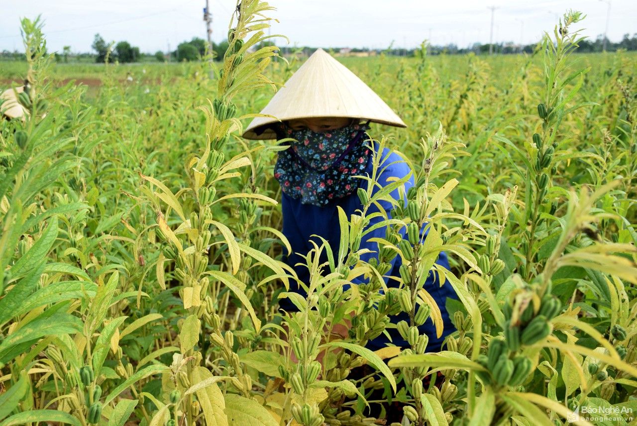 Trồng cây 