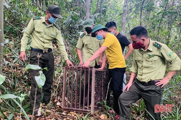 Vườn Quốc gia Vũ Quang thả 3 cá thể khỉ mặt đỏ về môi trường tự nhiên