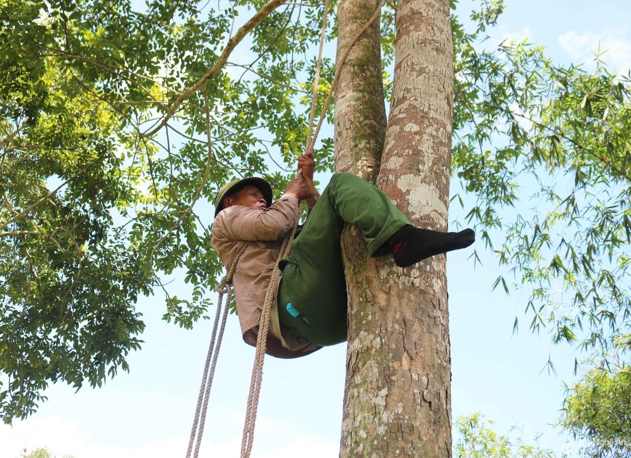 Chênh vênh nghề trèo trám