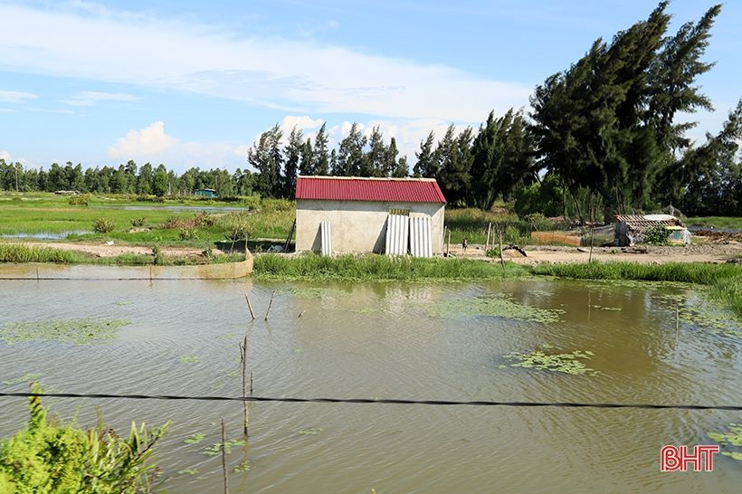 Đê bao xuống cấp “làm khó” hơn 100 ha nuôi trồng thuỷ sản ở Thạch Hà