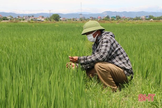 Đủ nước, ít sâu bệnh, lúa hè thu Hà Tĩnh “đón đòng” thuận lợi