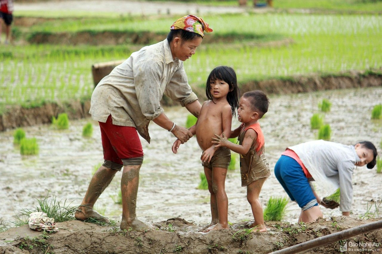 Chạy đua với vụ mùa trên cung ruộng bậc thang xứ Nghệ