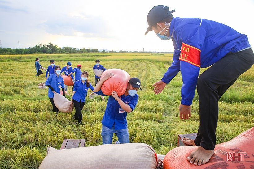 Hình ảnh đẹp về các tình nguyện viên giúp dân thu hoạch lúa ở Cẩm Xuyên