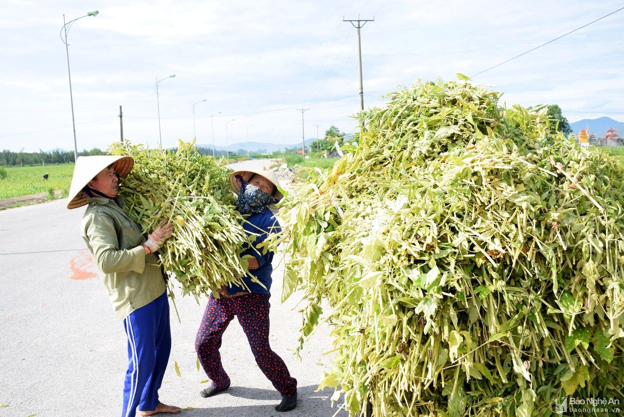 Trồng cây 