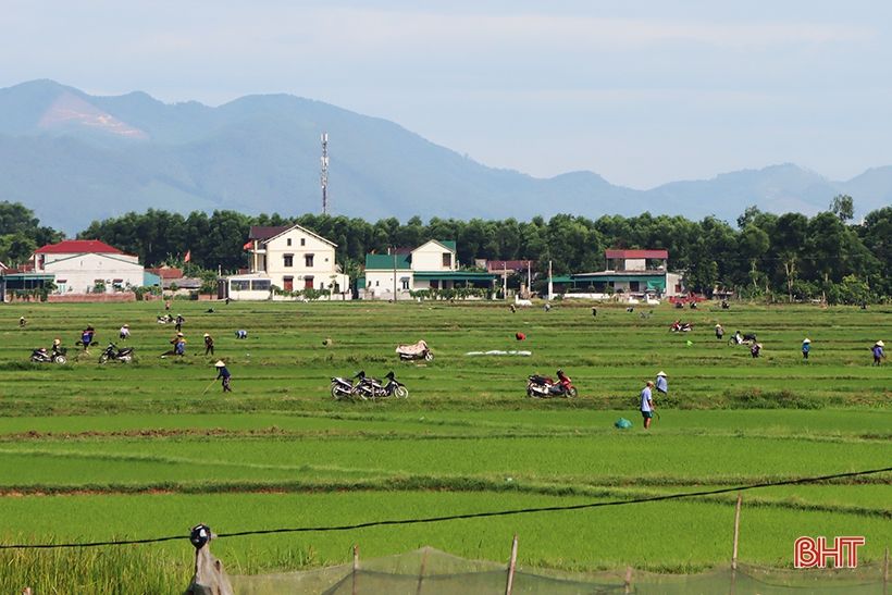 Nông dân xứ Cẩm hối hả tỉa dặm, chăm sóc lúa hè thu