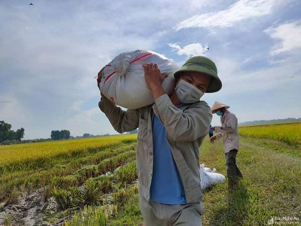 Những chuyến xe tình nguyện chở lúa mùa dịch ở Yên Thành