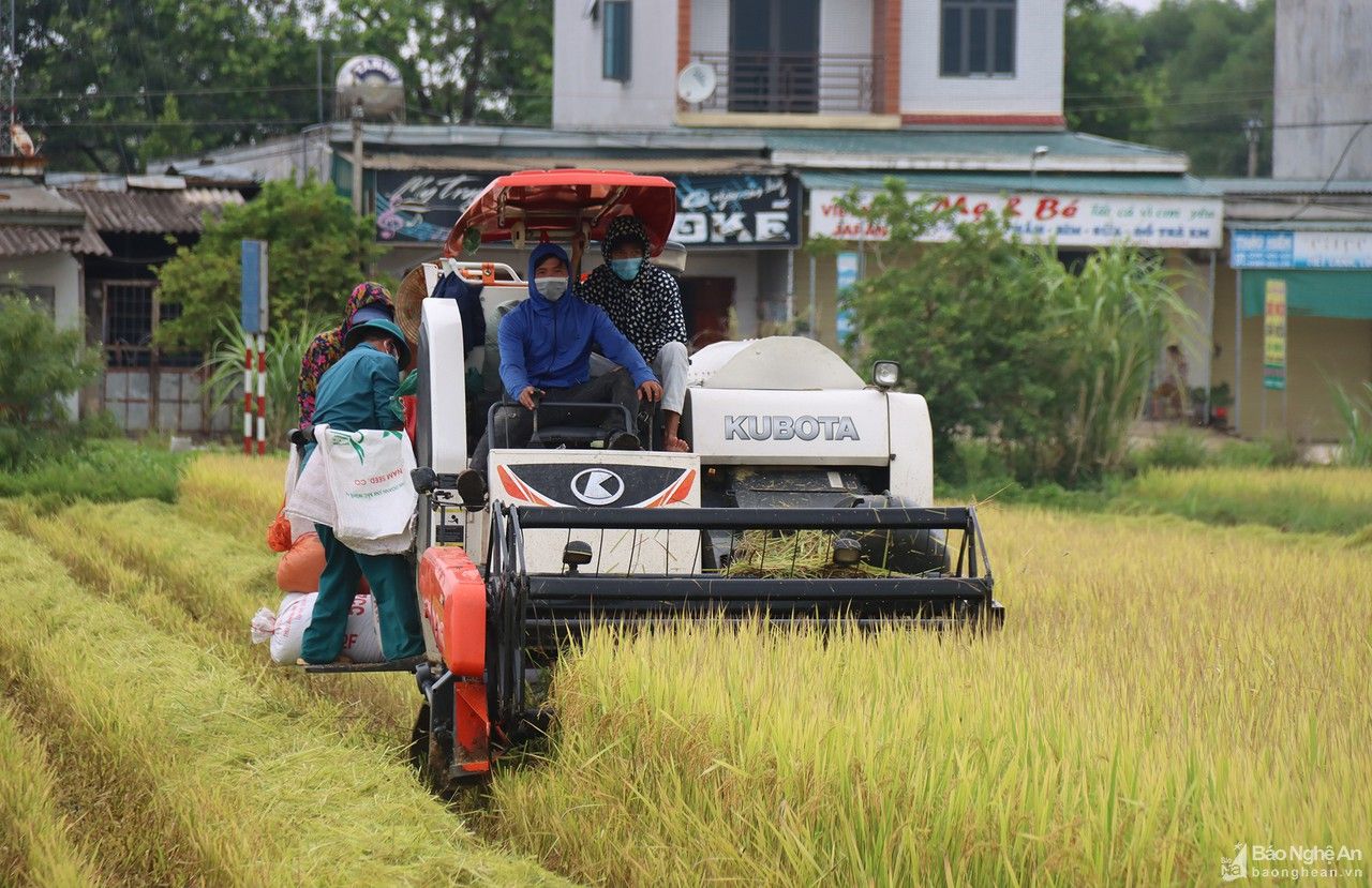 Bộ đội giúp dân trong vùng dịch ở Nghệ An thu hoạch lúa