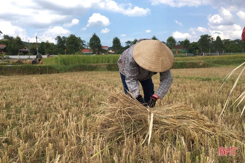 Nông dân Hà Tĩnh “chạy mưa” trên những cánh đồng lúa hè thu