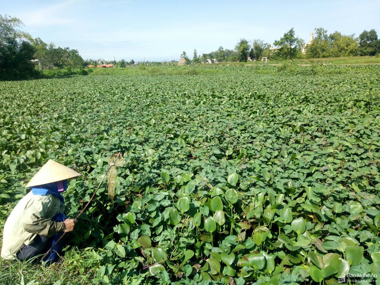 Nghệ An: Bèo tây 