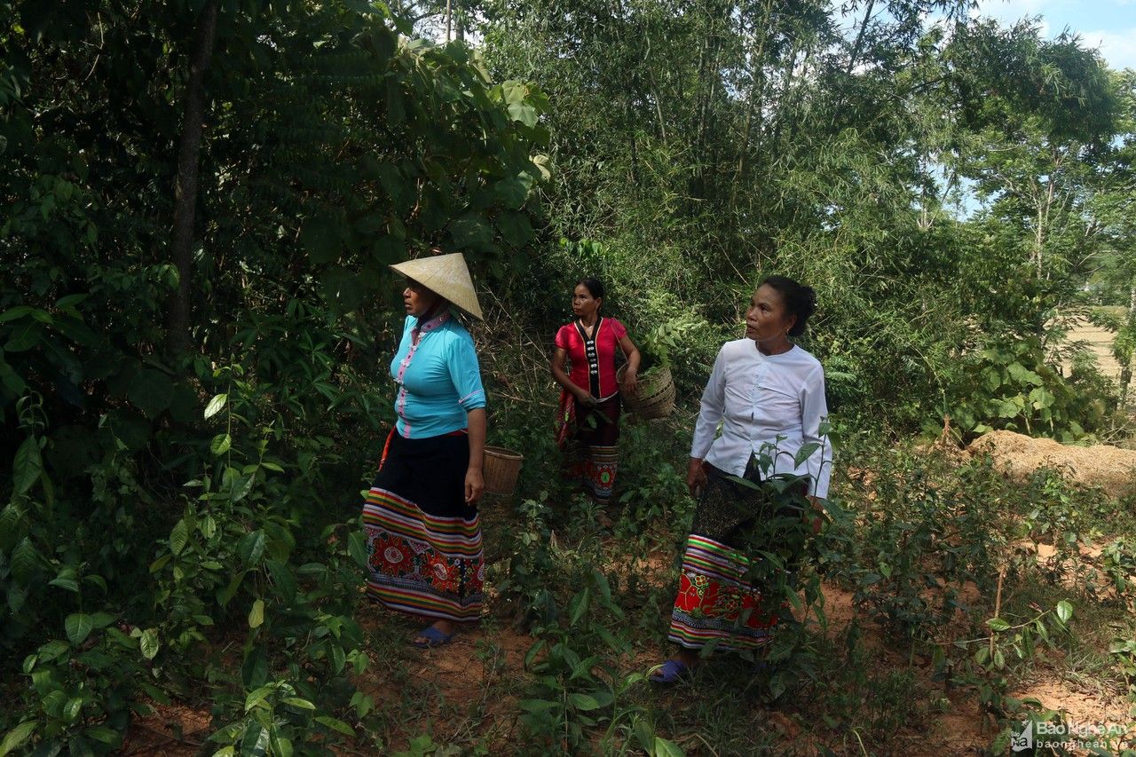 Ngày Tết Đoan Ngọ người Thái lên rừng hái thuốc chữa bệnh 