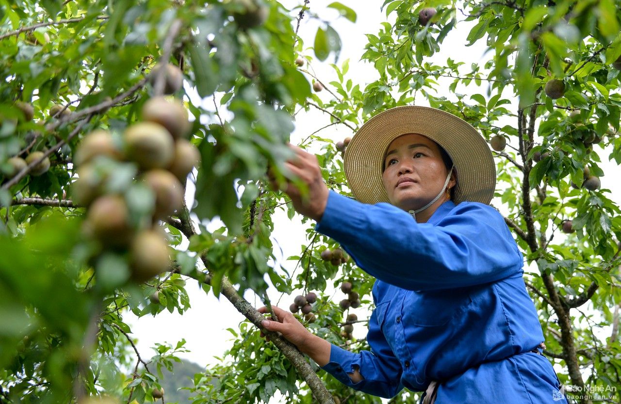 Gỡ khó cho mận 