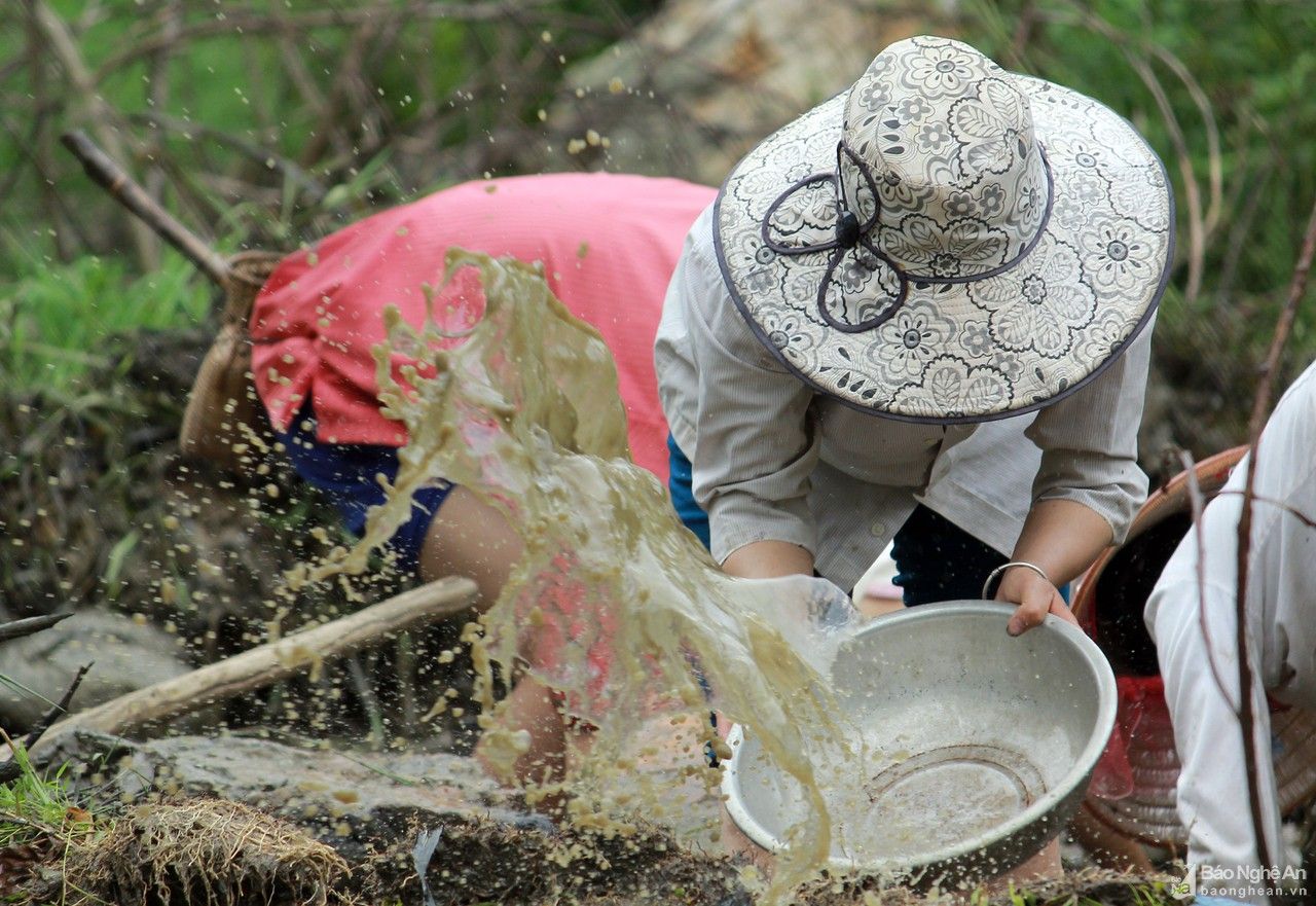 Chạy đua với vụ mùa trên cung ruộng bậc thang xứ Nghệ