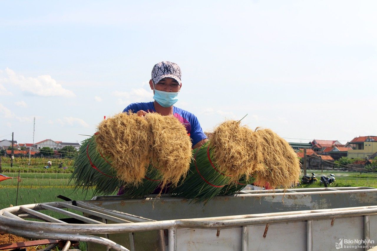 Rau màu Quỳnh Lưu chịu cảnh 