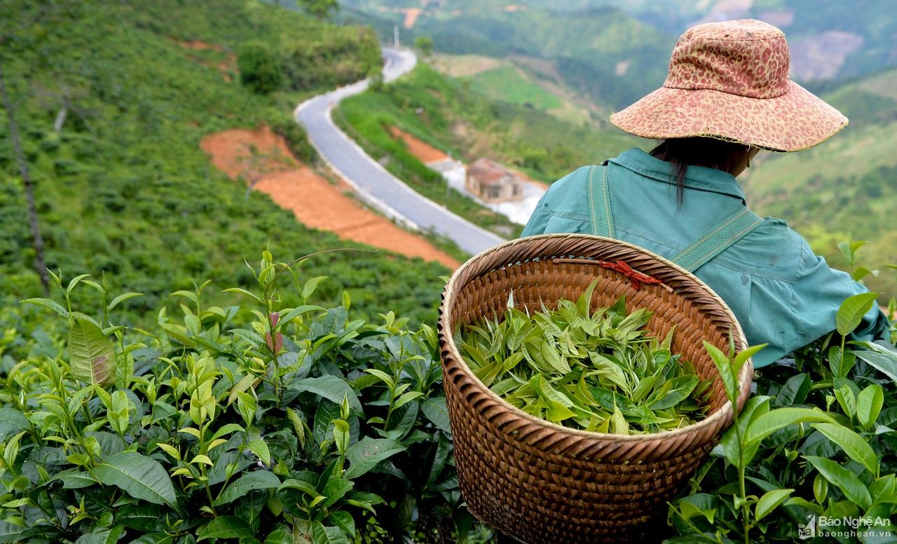 Cận cảnh mùa hái chè Shan tuyết ở Kỳ Sơn