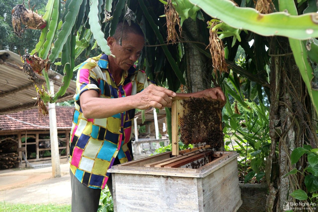 Hàng nghìn lít mật ong của nông dân Nghệ An giá xuống thấp vẫn ế