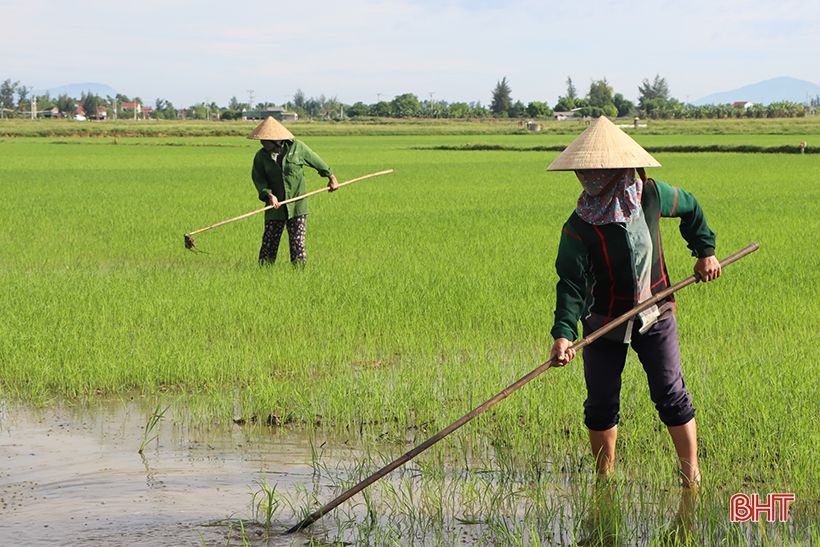 Nông dân xứ Cẩm hối hả tỉa dặm, chăm sóc lúa hè thu