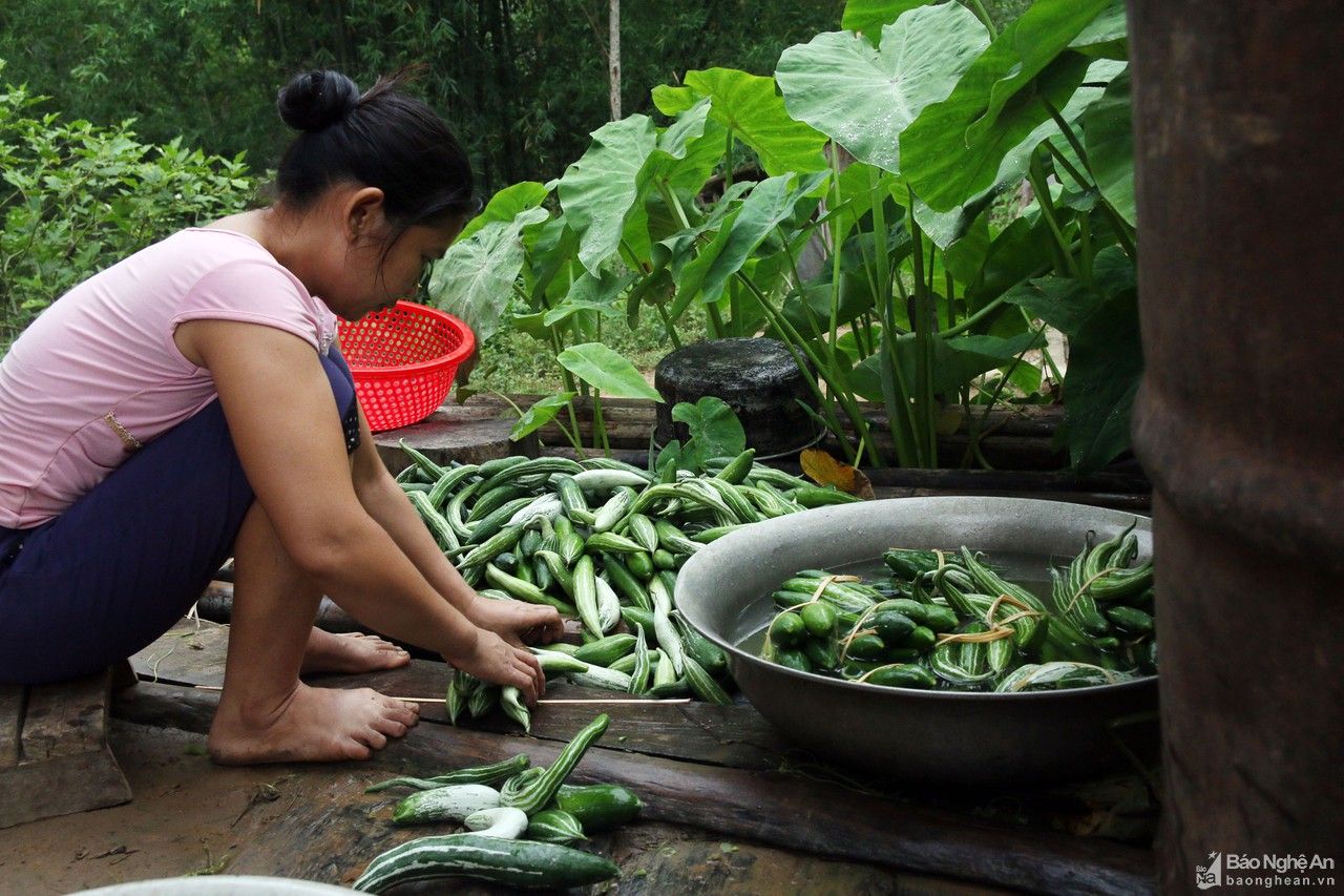 Giáo viên vùng cao Nghệ An lên rừng lấy măng ủng hộ người dân thành Vinh phòng, chống dịch