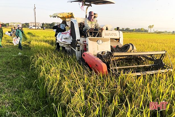 Hối hả thu hoạch lúa hè thu “chạy lụt” ở Đức Thọ