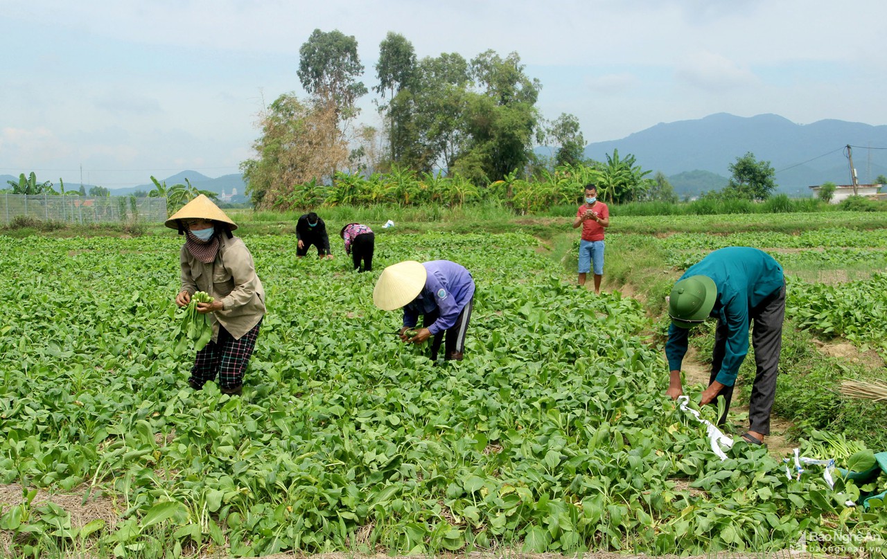 TP Vinh phối hợp doanh nghiệp tiêu thụ rau xanh cho nông dân Nghi Lộc