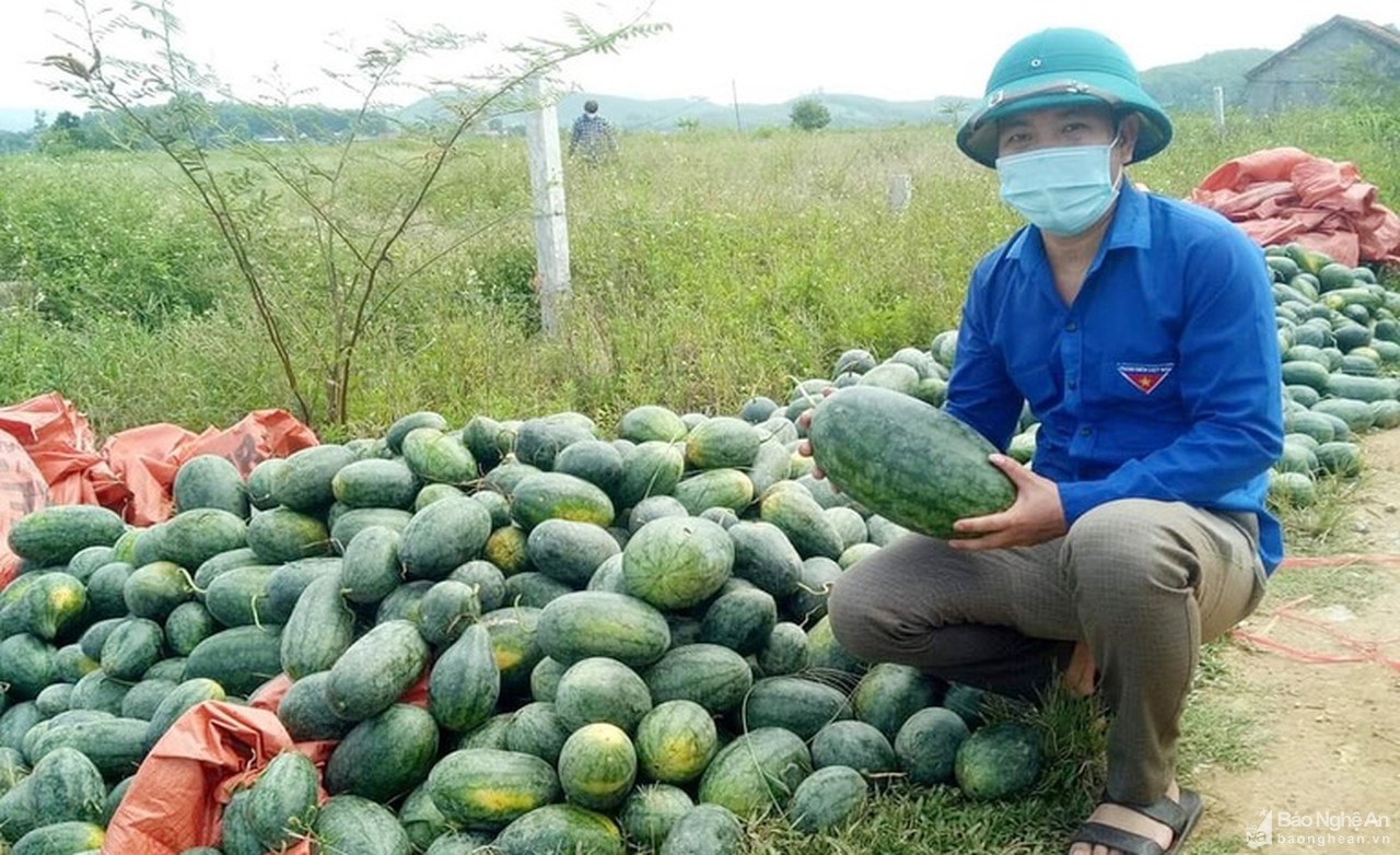 Chung tay giúp nông dân Yên Thành tiêu thụ dưa hấu, dưa chuột