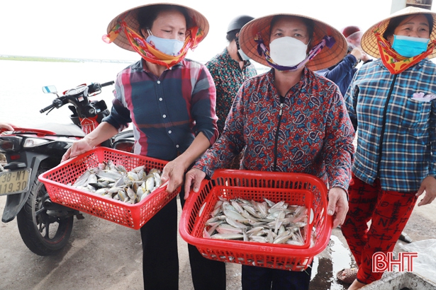 Ngư dân Nghi Xuân “trúng đậm” mực ống