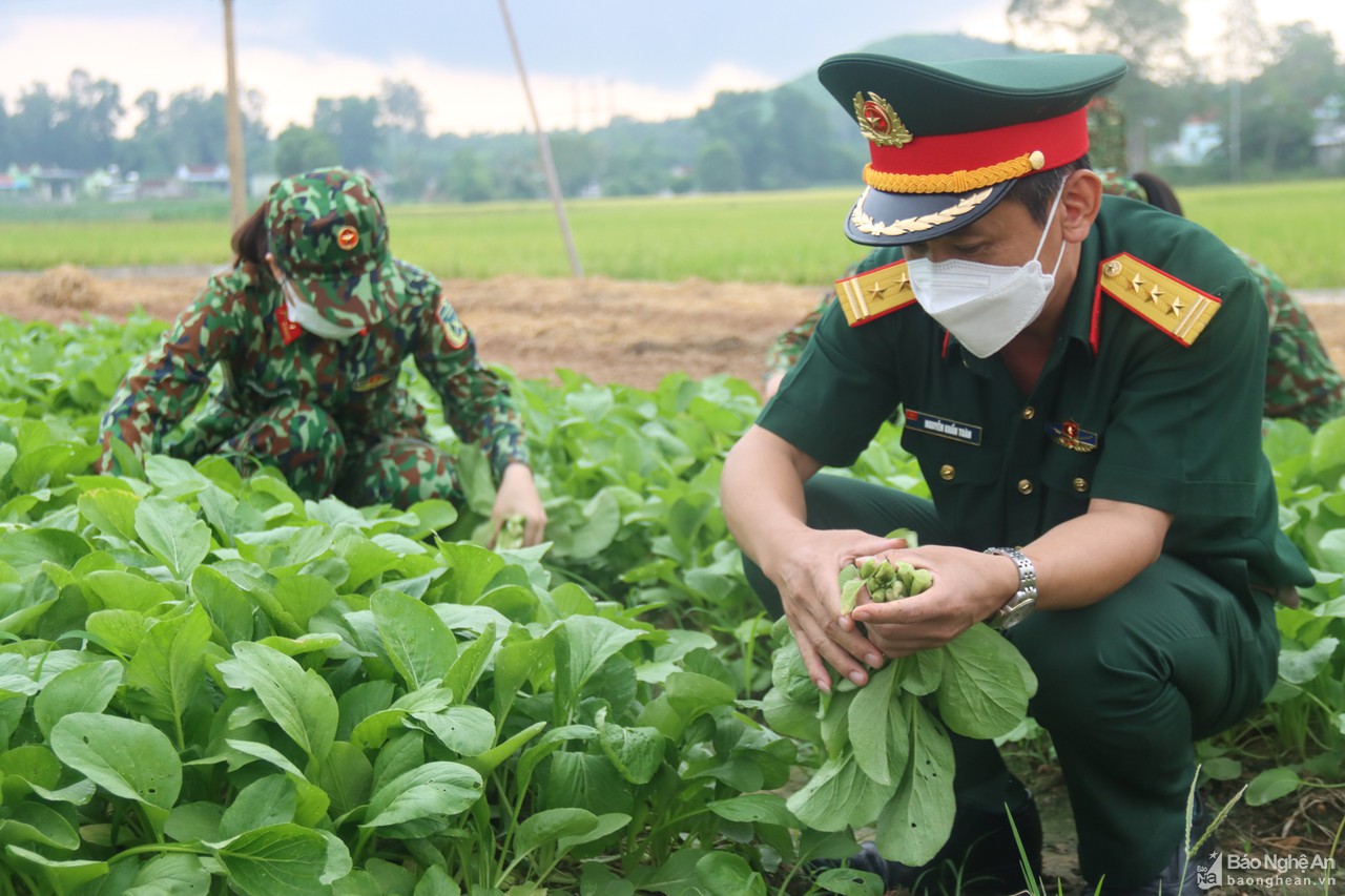 Bộ Chỉ huy Quân sự tỉnh thu mua nông sản phục vụ cho 