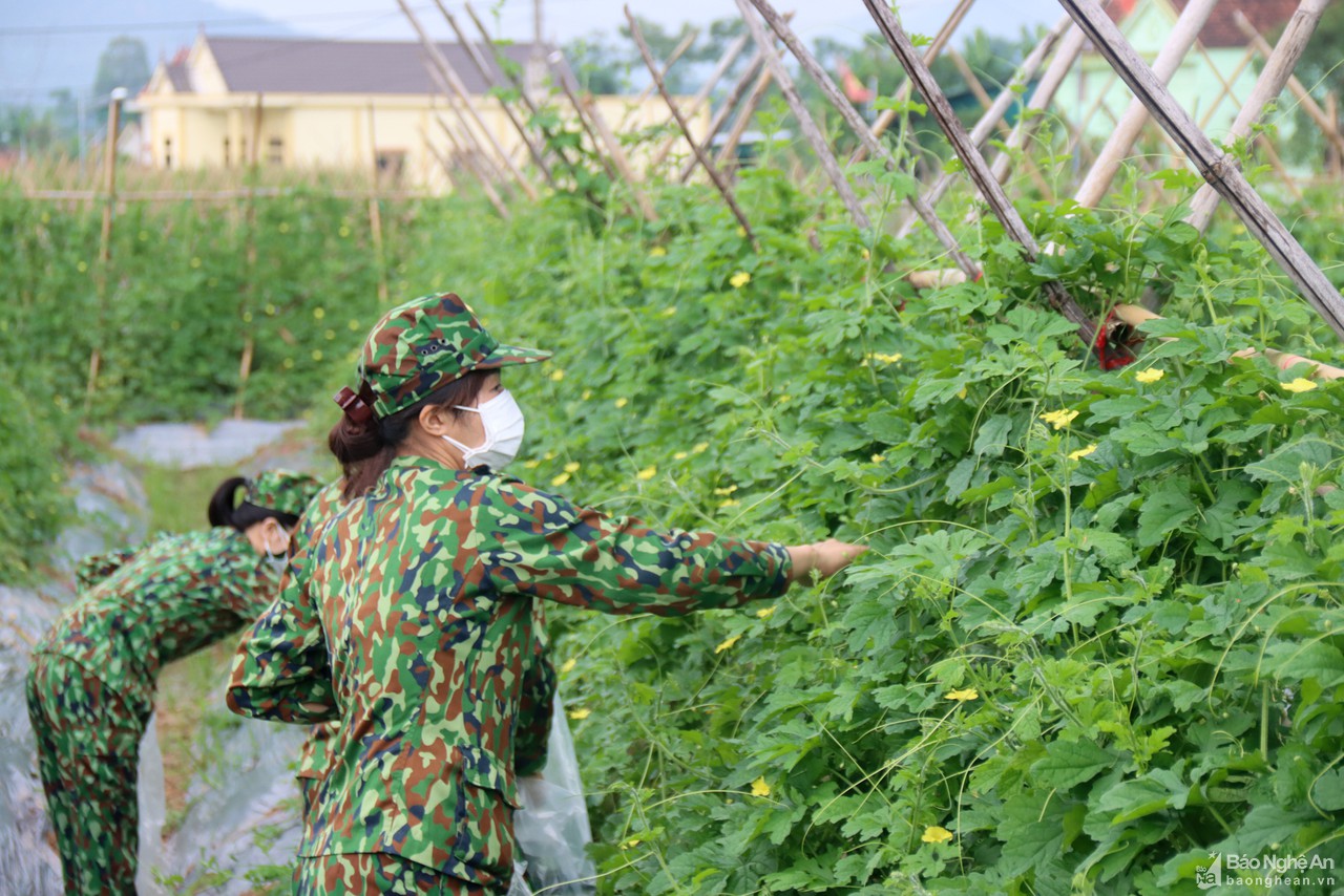 Bộ Chỉ huy Quân sự tỉnh thu mua nông sản phục vụ cho 