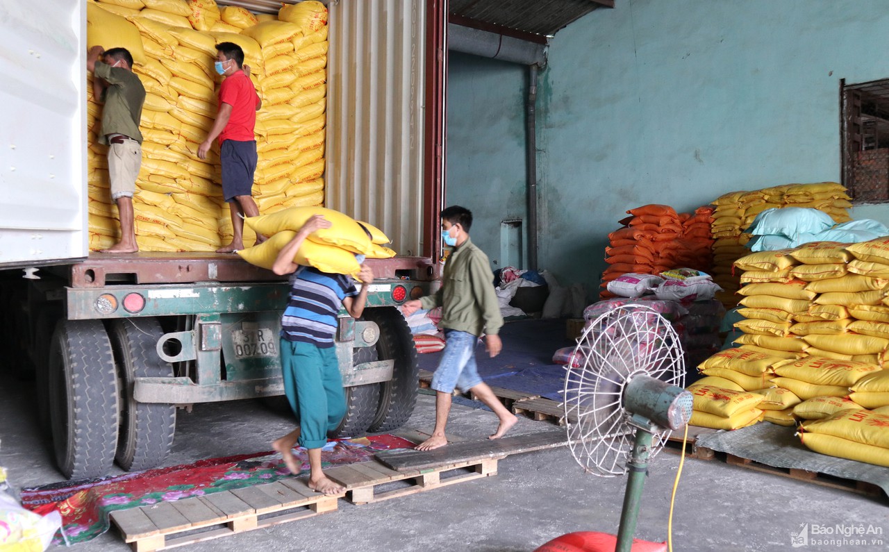 Nghệ An: Giá lúa hè thu xuống thấp, thương lái thu mua cầm chừng