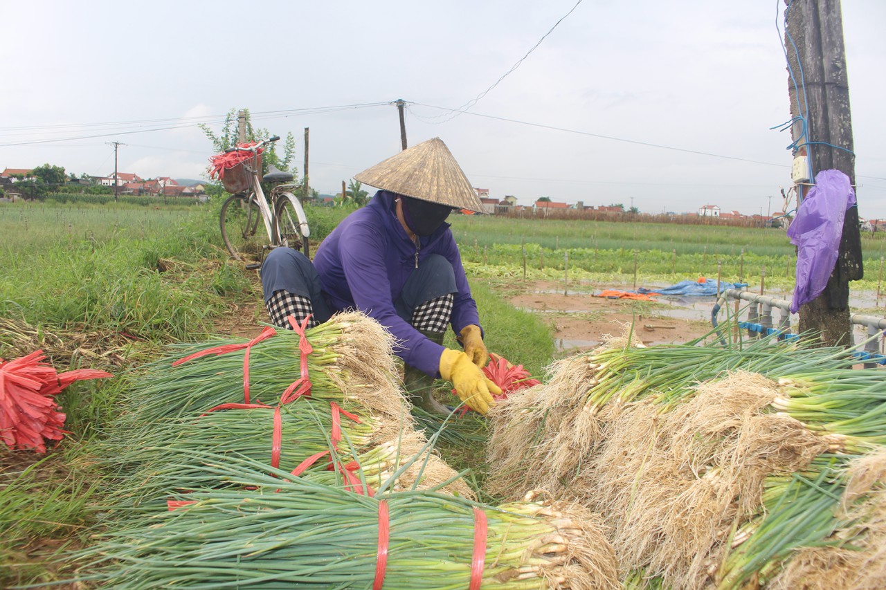 Nông dân Nghệ An thu hoạch rau màu chạy bão Conson