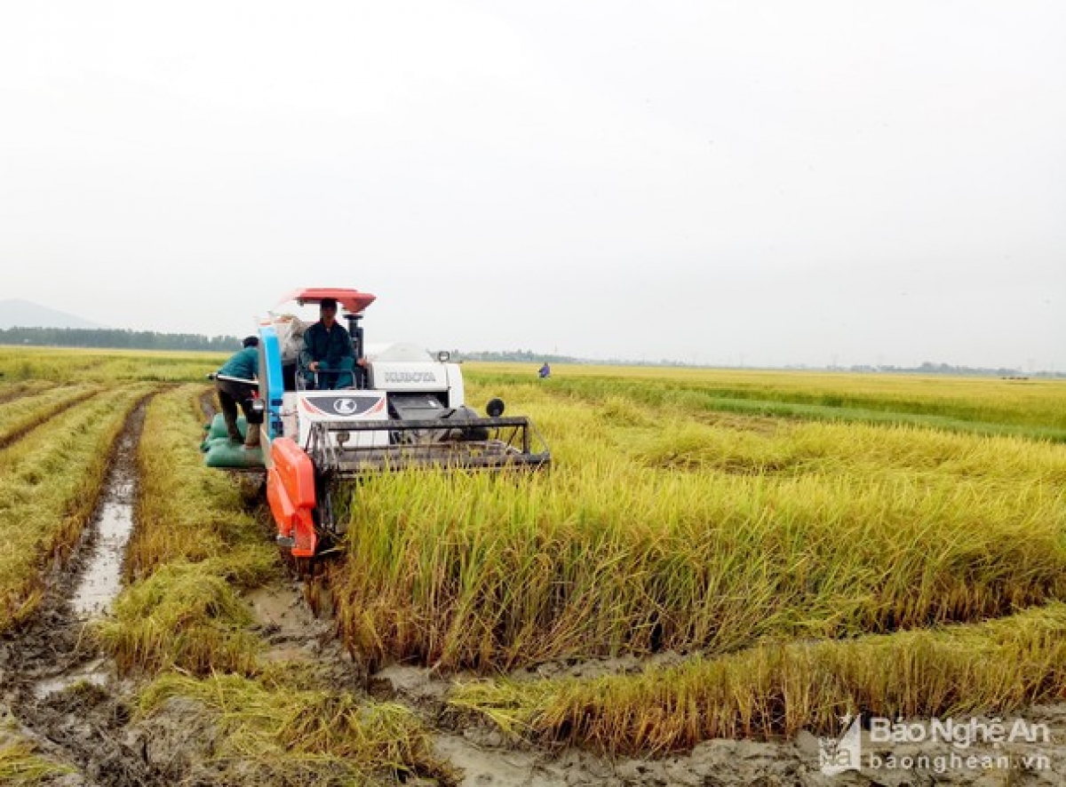 Nghệ An khẩn trương thu hoạch vụ mùa tránh thiệt hại do bão