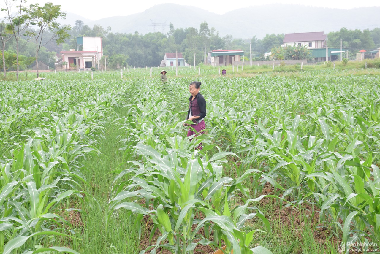 Các địa phương ven biển Nghệ An ứng phó với bão Conson