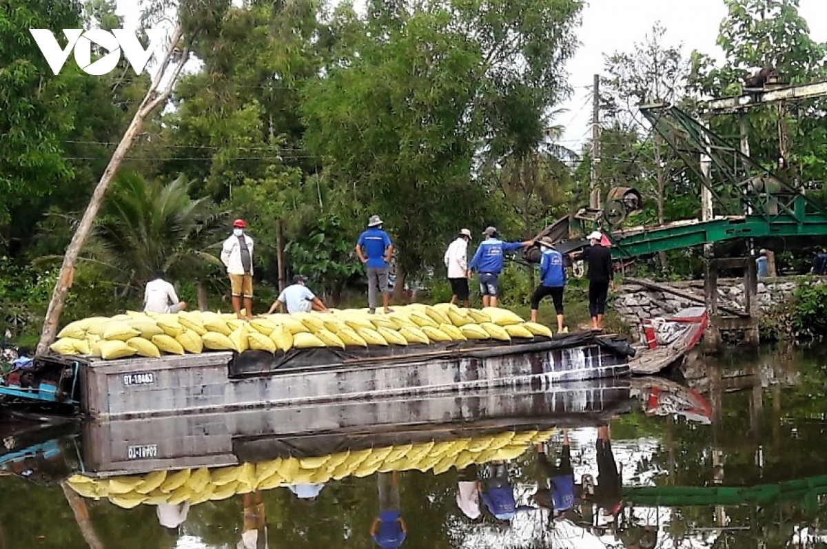 Nông dân Cà Mau ngày đêm thu hoạch lúa vì lo ngập lụt