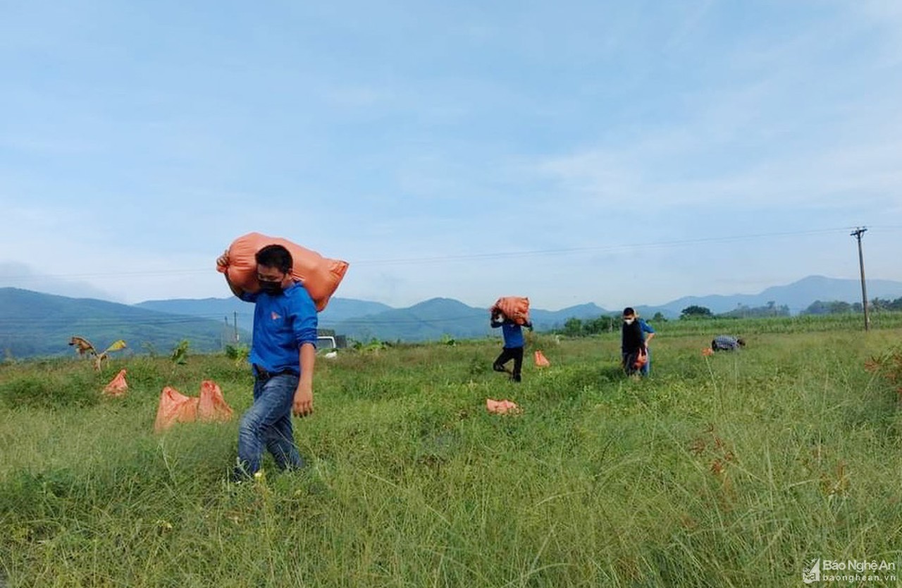 Chung tay giúp nông dân Yên Thành tiêu thụ dưa hấu, dưa chuột