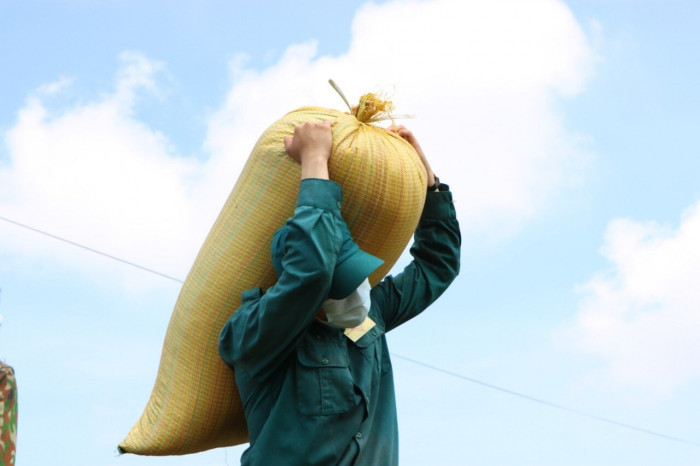 Bộ đội xắn tay giúp nông dân gặt lúa trong "bão" Covid-19