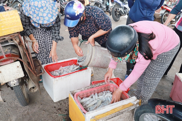 Ngư dân Nghi Xuân “trúng đậm” mực ống