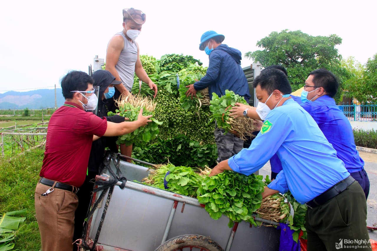 TP Vinh phối hợp doanh nghiệp tiêu thụ rau xanh cho nông dân Nghi Lộc