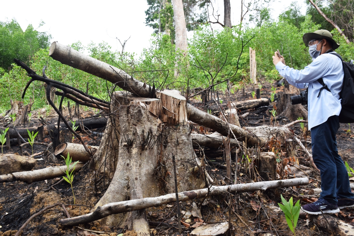 Phú Yên tạm đình chỉ công tác 15 ngày đối với PGĐ Ban Quản lý rừng phòng hộ Sơn Hòa