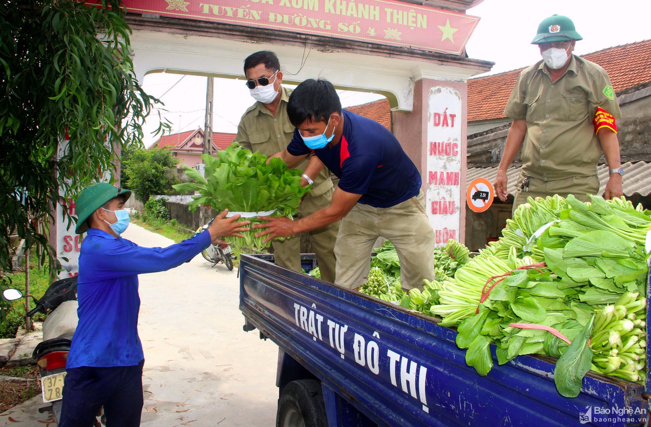 TP Vinh phối hợp doanh nghiệp tiêu thụ rau xanh cho nông dân Nghi Lộc