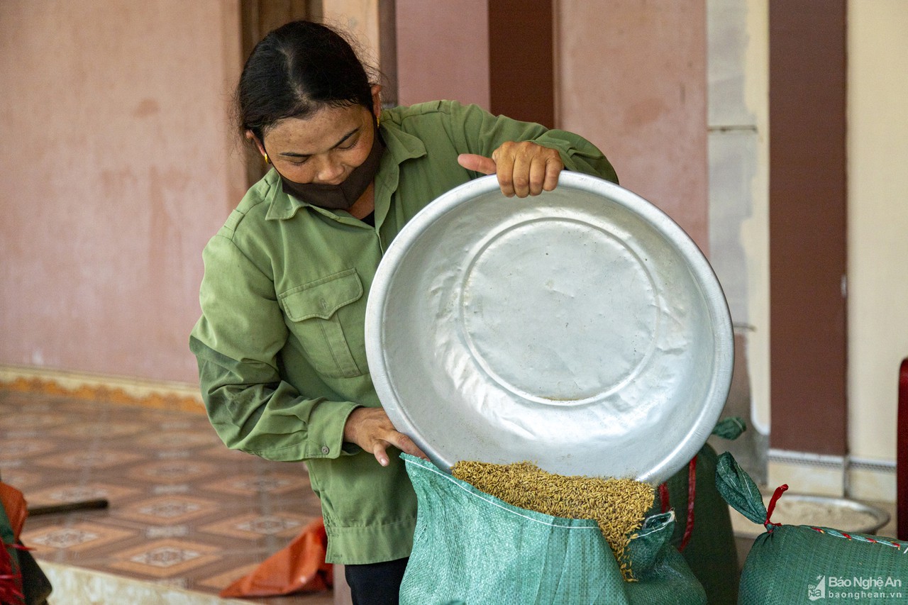 Nghệ An: Giá lúa hè thu xuống thấp, thương lái thu mua cầm chừng