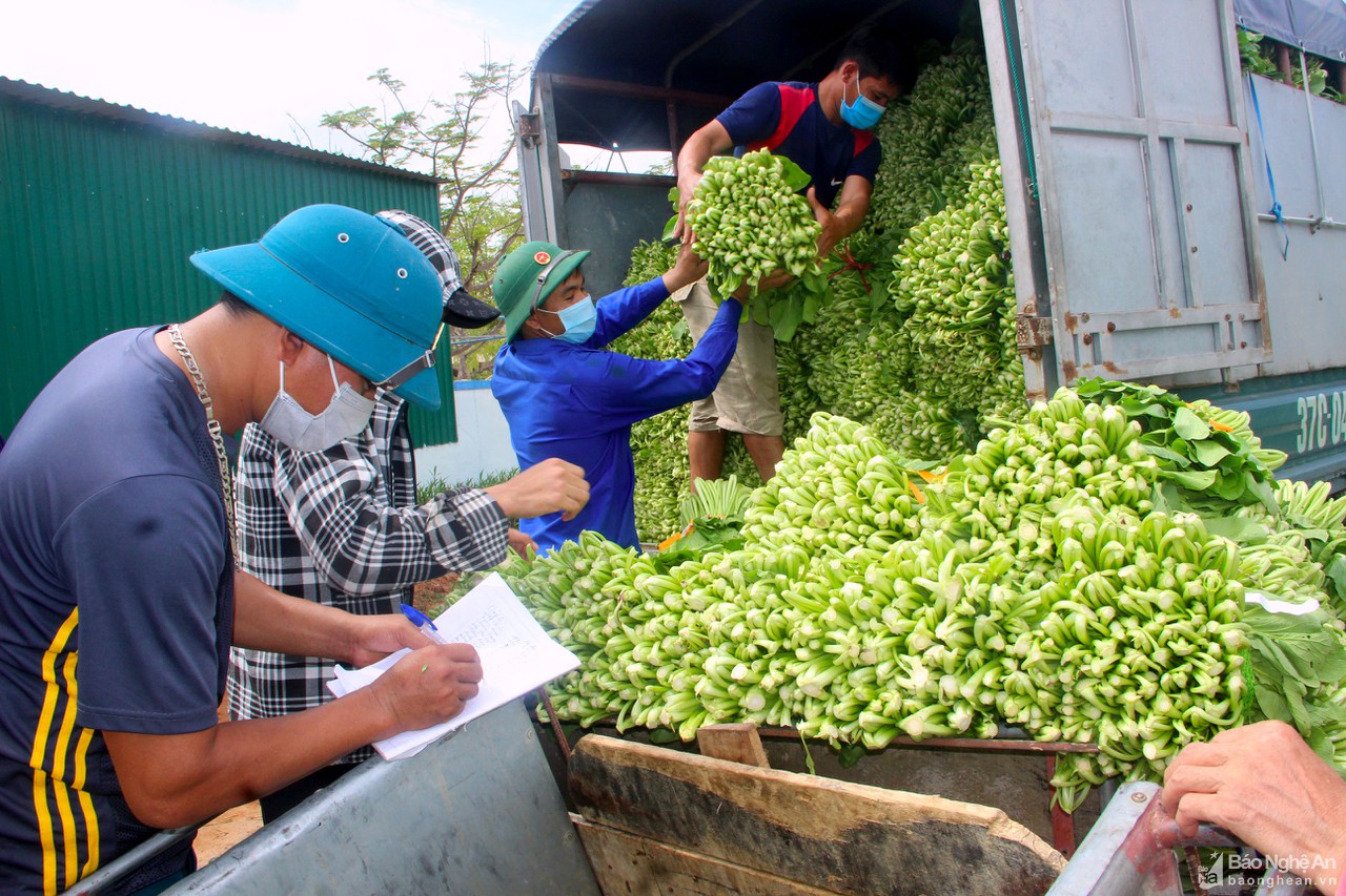 TP Vinh phối hợp doanh nghiệp tiêu thụ rau xanh cho nông dân Nghi Lộc