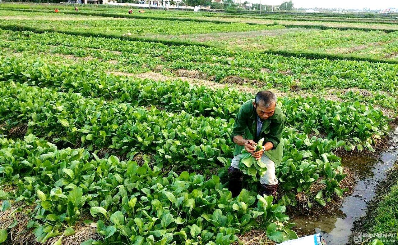 Nghệ An: Hàng nghìn tấn rau 