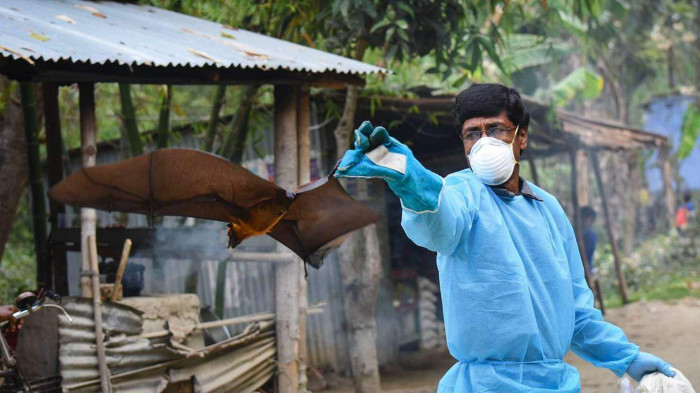 Bùng phát bệnh do virus Nipah cực kỳ nguy hiểm gây ra