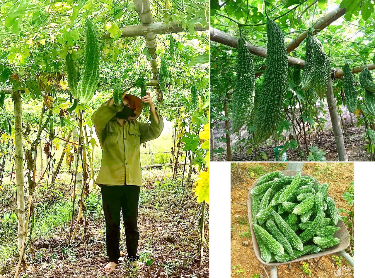 Hàng trăm tấn mướp đắng trĩu giàn ở Hồng Sơn (Đô Lương) chờ tiêu thụ