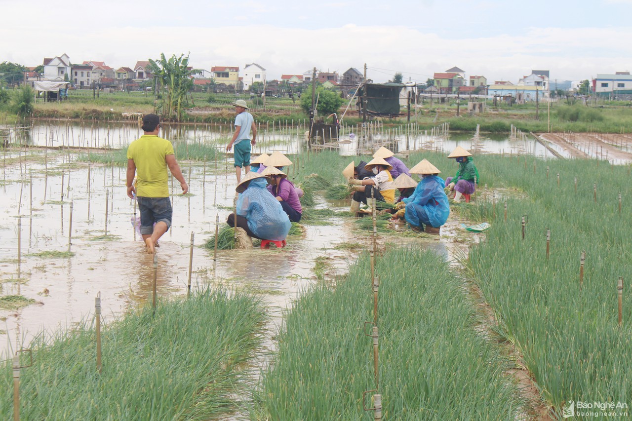 Nông dân Nghệ An thu hoạch rau màu chạy bão Conson