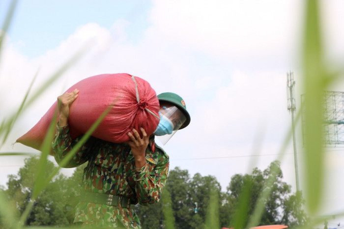 Bộ đội xắn tay giúp nông dân gặt lúa trong "bão" Covid-19
