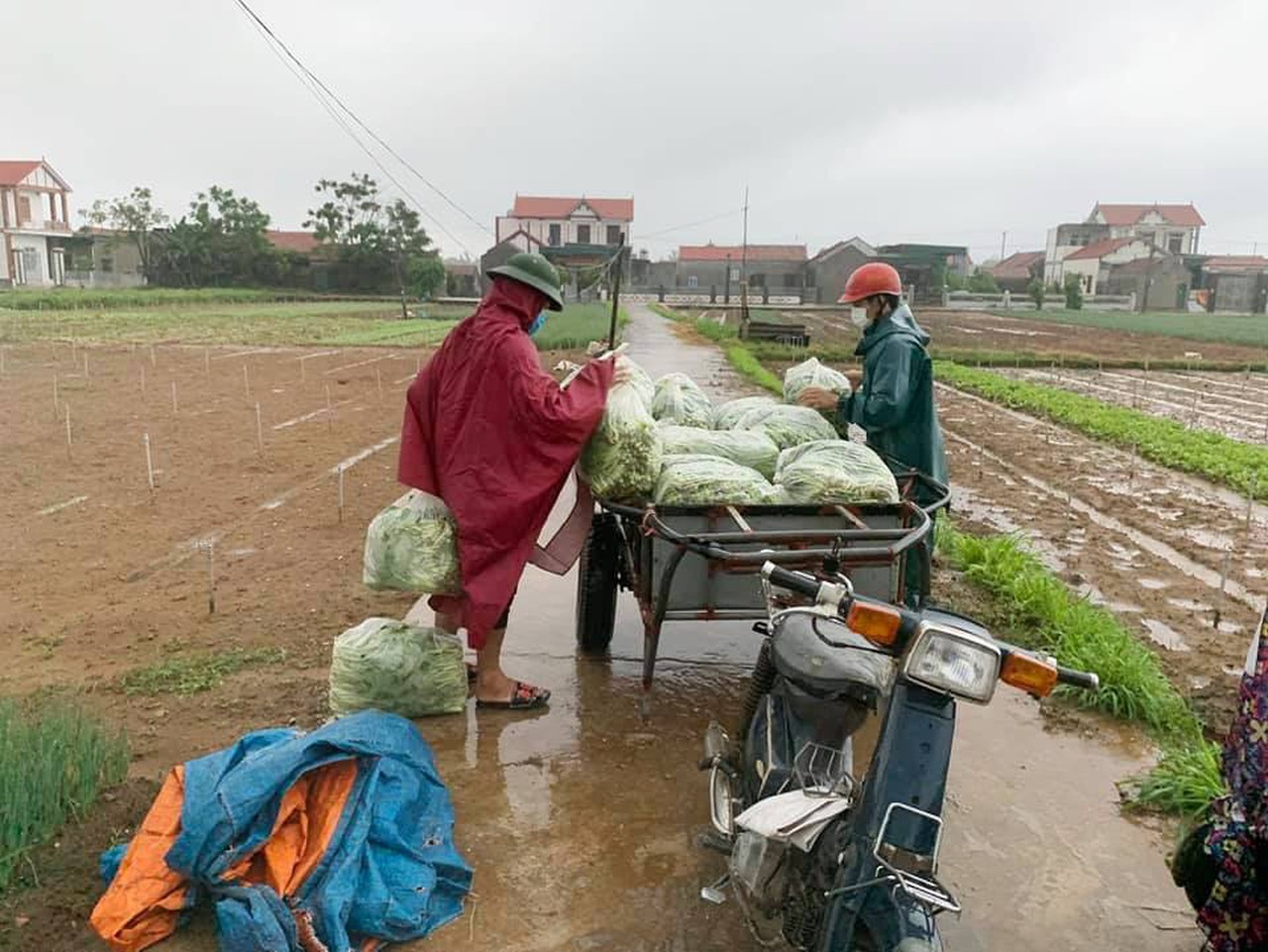 Nông dân Nghệ An thu hoạch rau màu chạy bão Conson