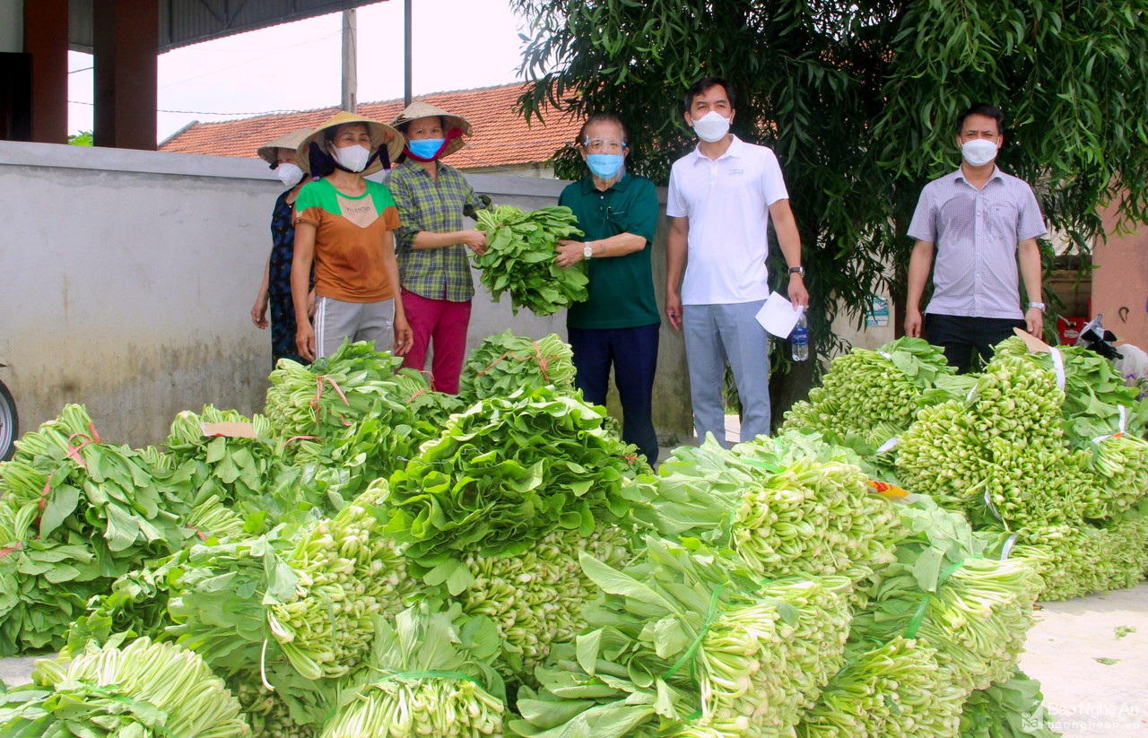 TP Vinh phối hợp doanh nghiệp tiêu thụ rau xanh cho nông dân Nghi Lộc