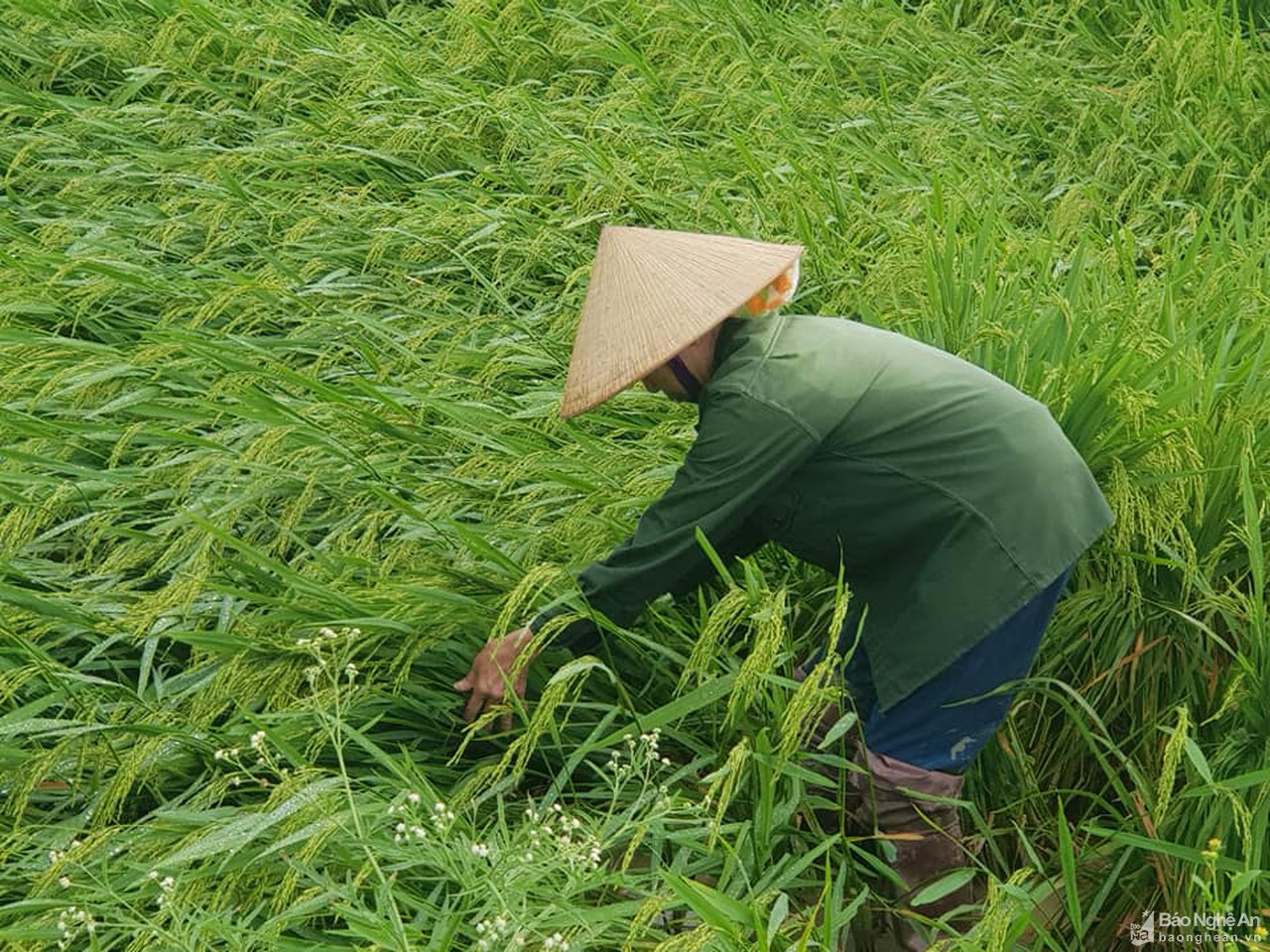 Nghệ An quản lý chặt máy gặt thuê mùa dịch